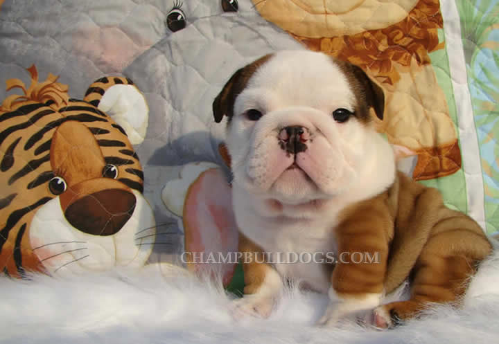 English bulldog pictures